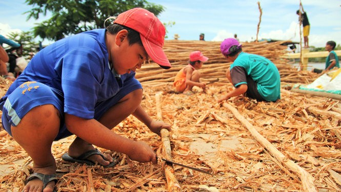 Ăn theo mùa nước nổi, em Phương Nam (12 tuổi, xã Vĩnh Hội Đông, huyện An Phú, An Giang) cũng tranh thủ đi chuốt cây tràm mướn, mỗi ngày kiếm được 40.000 - 50.000 đồng - Ảnh: MẬU TRƯỜNG