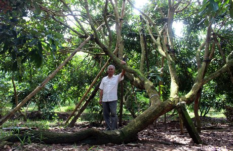 ·         Những cây nhãn Ido bị cơn bão tàn phá nằm “sát rạt” ngốc đầu sống dậy cho hàng tấn trái mỗi năm.