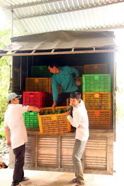 Hợp tác xã Cam sành Thanh Trúc (xã Thới Hòa- Trà Ôn) hướng đến mục tiêu cung ứng sản phẩm cam sạch theo tiêu chuẩn VietGAP ra thị trường.