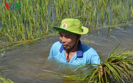 Lúa bị ngập nên người dân không thể thu hoạch