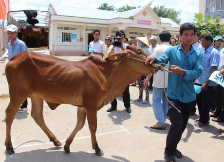 Nhờ con bò giống, nhiều hộ nghèo Khmer sẽ có “của để dành”.
