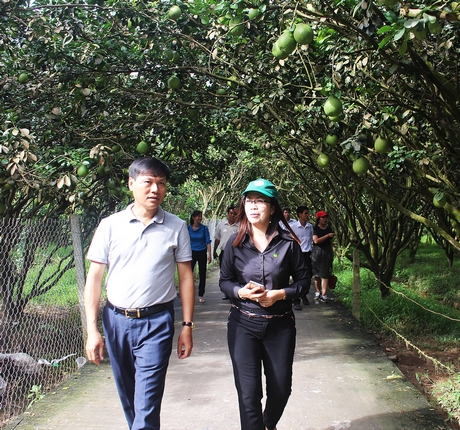 Ông Ngô Tất Thắng (trái)- Phó Chánh văn phòng điều phối NTM Trung ương tham quan thực tế tại vườn bưởi ấp Mỹ Phước 1.