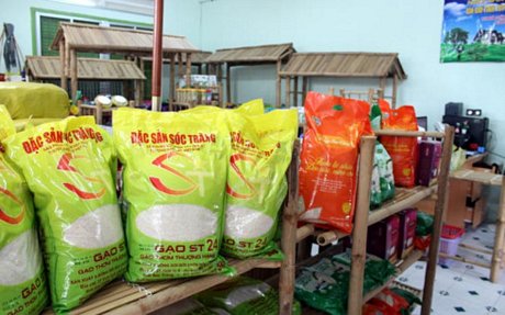 Gạo  ST 24  Sóc Trăng và gạo Bông Sen Vàng là những giống lúa góp phần nâng cao thương hiệu gạo Việt Nam.