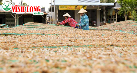 Vào mùa này, cơ sơ của cô Hai Liền có thể sản xuất được khoảng 100kg khô nhái mỗi ngày.