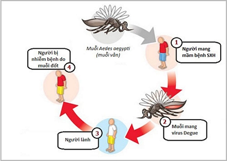 Sơ đồ truyền bệnh sốt xuất huyết từ muỗi.Nguồn: Internet