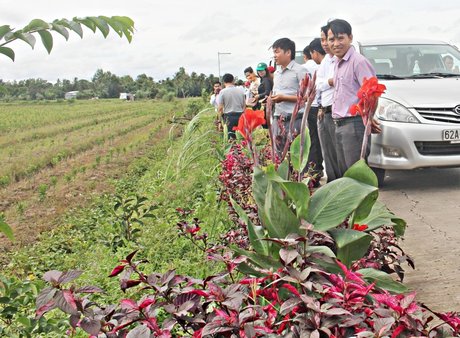 Hiện, các ấp tại xã Thuận An đang xây dựng tuyến đường hoa nhằm tôn tạo cảnh quan xanh- sạch- đẹp.