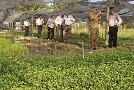 Mô hình trồng xà lách xoong mang lại lợi nhuận cao cho người dân xã Thuận An.