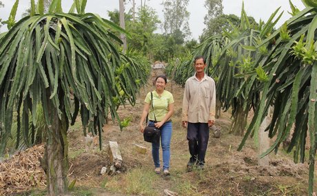 Ngoài sản xuất lúa hữu cơ, HTX Tân Tiến cũng đang xây dựng mô hình trồng thanh long sạch trên địa bàn xã Mỹ Hòa.
