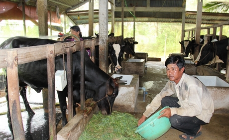 Kinh tế gia đình anh Khương ổn định nhờ chăn nuôi bò sữa hiệu quả.
