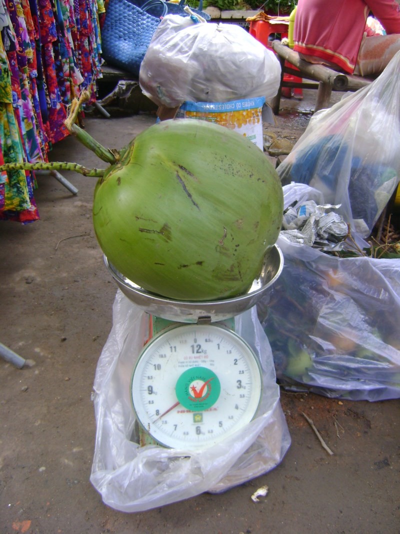 Trái dừa khủng nặng 8 kg. 