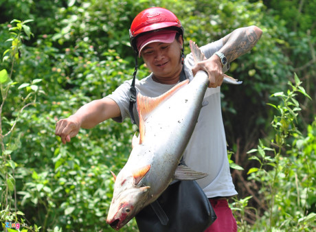 Anh Nguyễn Hữu Lữ, chủ một doanh nghiệp vận tải hay tin người dân đánh được cá to nên anh đến mua về chế biến món ăn. Anh nói rằng nhà ở gần đập nhưng do không có công cụ đánh bắt nên anh đến xem rồi chọn cá ngon để mua.