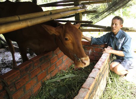 Con bò mới mua của anh anh Đặng Văn Việt, tuy đã ăn trở lại nhưng cũng chưa khỏe và còn chảy ít nước mũi.