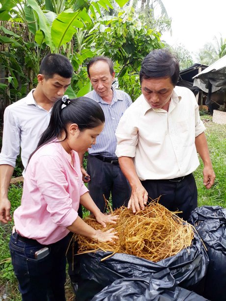 Trung tâm Công nghệ sinh học chăn nuôi kiểm tra sản phẩm ủ rơm của hộ chăn nuôi tham gia mô hình tại xã Vĩnh Xuân.