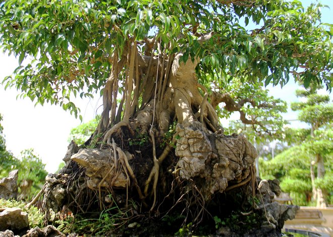  Người chơi bonsai thường dựa vào 4 tiêu chí: nhất rễ, nhì thân, tam cành, tứ lá để đánh giá cây bonsai đẹp.