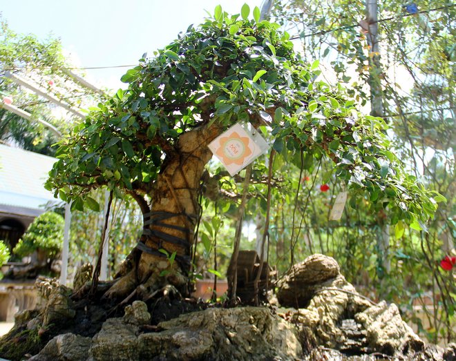  Những cây bonsai đẹp có giá bán từ vài chục triệu đến vài trăm triệu đồng.