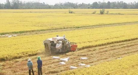 Sản xuất lúa gạo, thế mạnh của vùng Đồng Tháp Mười