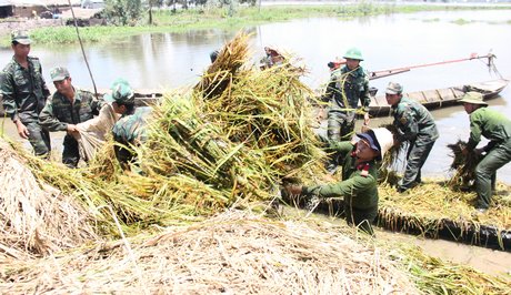 Bộ đội Đồn Biên phòng Long Khốt giúp dân cứu lúa.