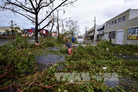 Cây cối bị quật đổ sau bão Maria tại San Juan, Puerto Rico ngày 20/9. Ảnh: AFP/TTXVN