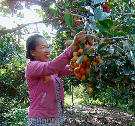 Các vườn trồng chuyên canh cây đặc sản giúp người dân xã Hòa Ninh có thu nhập ổn định, nâng cao đời sống kinh tế. 