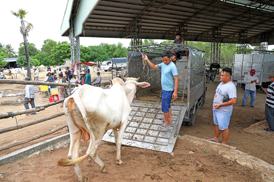 Sau khi chọn mua xong, những con bò được thương lái người Việt đưa lên xe chở về - Ảnh: HỮU KHOA