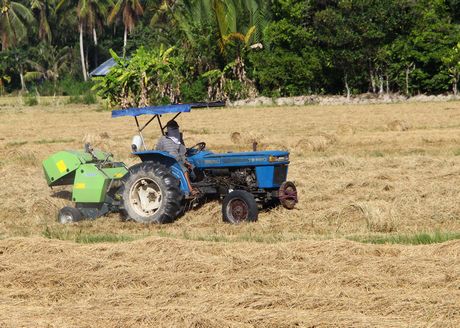 Lúa vẫn là cây trồng quan trọng ở ĐBSCL, nhưng phải giảm sản lượng và nâng cao chất lượng.