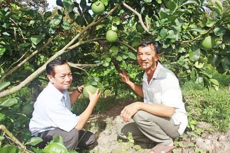  Mô hình trồng xen canh nhiều loại cây ăn trái giúp anh Bằng thu về hơn nữa tỷ đồng mỗi năm.