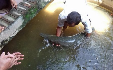 Người dân ở Hà Nam bắt được cá sấu hỏa tiễn nặng tới 28kg theo mưa lũ bơi vào trong nhà