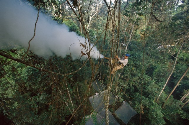 Các nhà khoa học phun sương thuốc vào cây để bắt côn trùng ở Peru - Ảnh: Mark Moffett