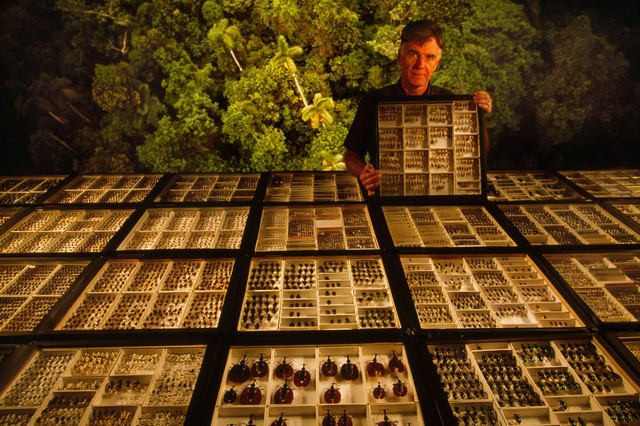 Bộ sưu tập côn trùng của Terry Erwin được trưng bày ở Washington, Mỹ - Ảnh: Frans Lanting