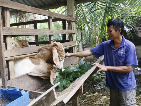 Chú Nguyễn Thái đang cho đàn dê ăn từ nguồn thực phẩm 
