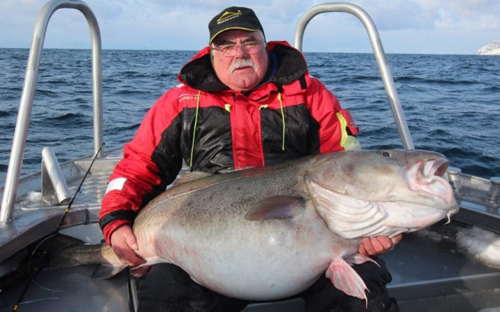 Ông Ben Williams và chú cá tuyết nặng 42kg. Ông chỉ có thể khuất phục chú cá này sau hơn 20 phút vật lộn ác liệt tại Soroya, Na Uy.