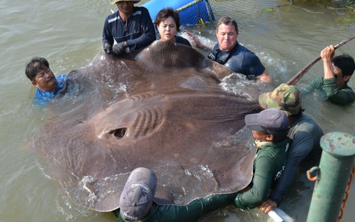 Chú cá đuối khổng lồ nặng tới 362kg này được ông Jeff Corwwin- một nhà bảo tồn sinh vật học người Mỹ- câu được trên sông Mekong đoạn chảy qua Thái Lan.