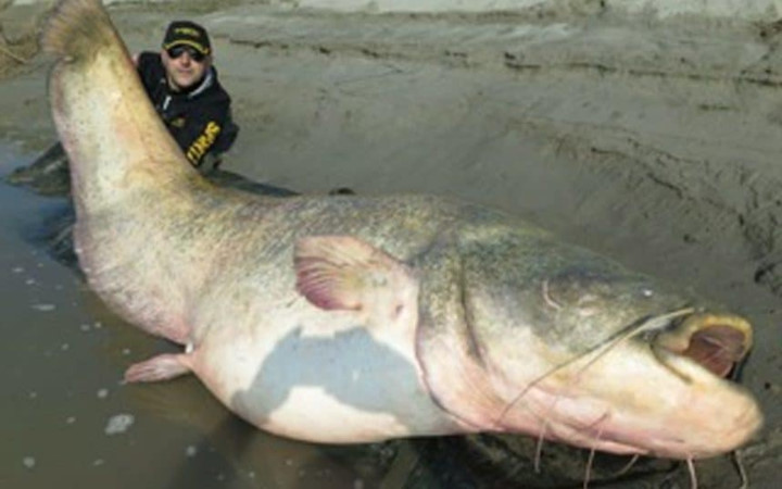 Chú cá tra nặng 127kg này được một ngư dân bắt tại Italy. Chú cá tra khổng lồ này có thể dễ dàng nuốt chửng một người trưởng thành.