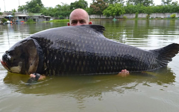 Cần thủ người Anh Andy Harman và chú cá chép Siam nặng hơn 63kg mà ông câu được sau 50 phút vật lộn với chú cá này tại Thái Lan.