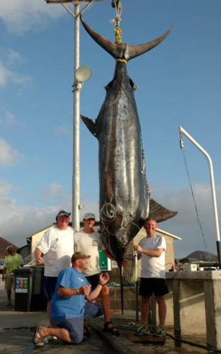 Chú cá kiếm nặng gần 600kg này được ông Kevin Gardner người Anh câu tại quần đảo Ascension trên Đại Tây Dương sau hơn 3 giờ vật lộn với nó.