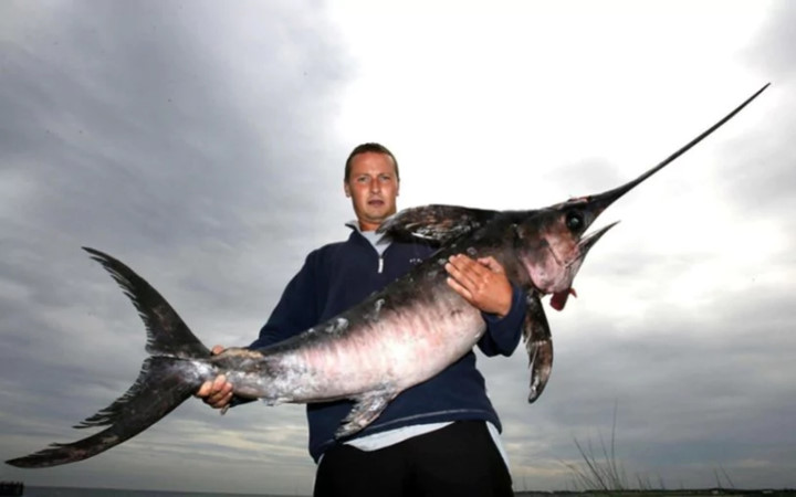 Chú cá kiếm nặng 26kg này được anh Mark Watson bắt tại bờ biển phía Tây Bắc nước Anh cách nơi chúng thường sinh sống hàng nghìn km.