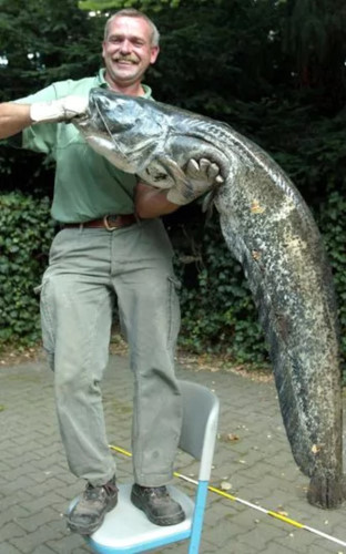 Chú cá tra dài 1,5m, nặng 50kg này được ông Detlef Berschens bắt tại Moenchengladbach.