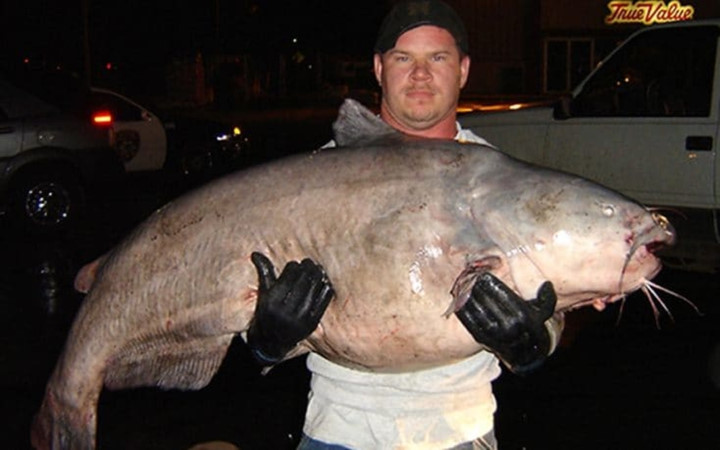 Anh Tim Pruitt đã câu được chú cá tra xanh nặng 56kg trên sông Mississippi sau hơn nửa giờ vật lộn.