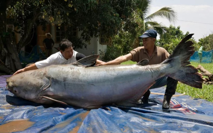 Ông Chiang Khong- một ngư dân tại miền Bắc Thái Lan- đã câu được chú cá tra khổng lồ nặng tới 292kg này trên sông Mekong.