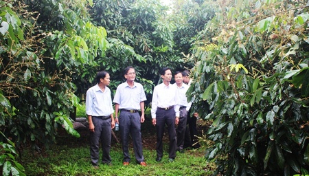 Ông Lê Quang Trung (thứ 2 từ trái sang) cùng đoàn tham quan vườn nhãn IDO của nông dân xã Chánh An. 