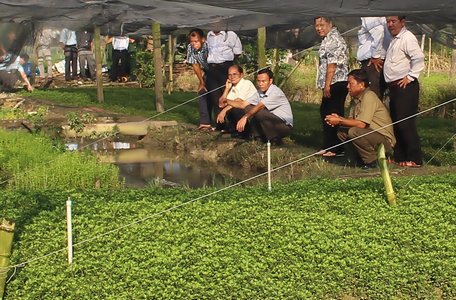 Xà lách xoong được trồng chủ yếu ở xã Thuận An với 116ha.