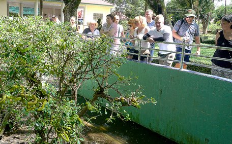 Nhiều du khách Nga tham quan Trại rắn Đồng Tâm.