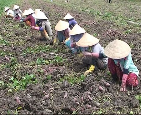 Nông dân Bình Tân thu hoạch khoai tím Nhật trên đồng.