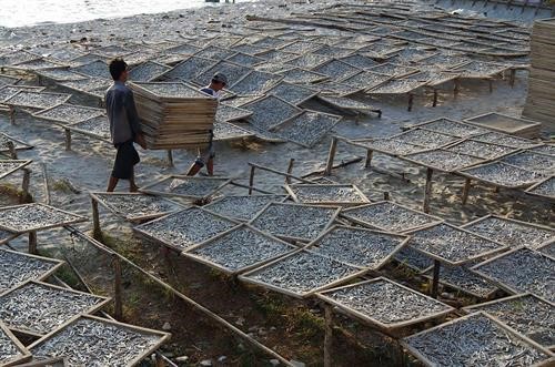 Làng nghề cá cơm ở Thổ Châu, huyện Phú Quốc. Ảnh: Lê Sen - TTXVN