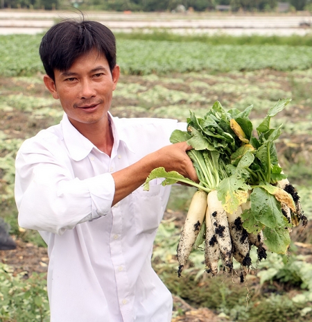Sản xuất củ cải trắng theo tiêu chuẩn VietGAP tại ấp Long Hòa 2 (Long Mỹ- Mang Thít).
