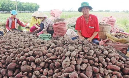 Huyện Bình Tân có tiềm năng phát triển khoai lang, bắp, mè, đậu nành với sản lượng lớn nhưng việc tiêu thụ, bao tiêu sản phẩm vẫn còn bỏ ngỏ.