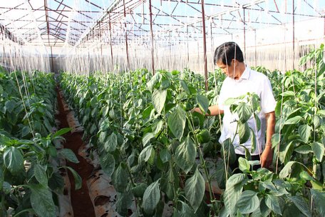 Thủ tướng Nguyễn Xuân Phúc nhấn mạnh nông nghiệp hữu cơ cần phát triển bài bản, khoa học, tránh làm theo phong trào.