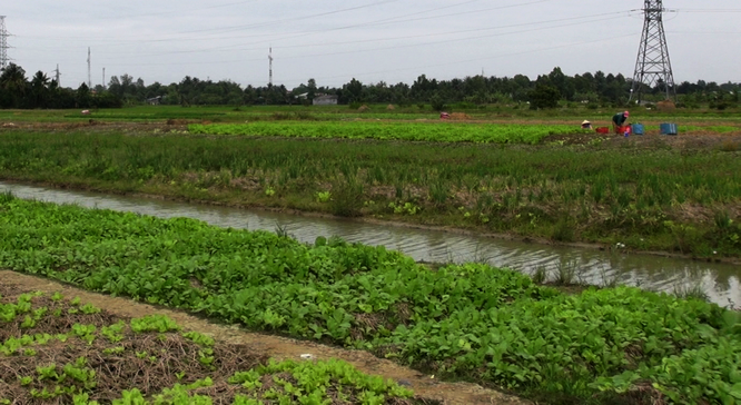 Xã Phước Hậu (huyện Long Hồ) đã có khoảng 20ha rẫy đã được xuống giống rau. Số còn lại đang trong giai đoạn thu hoạch hoặc làm đất.