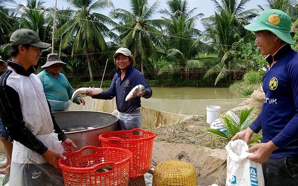 Nông dân Trà Vinh phấn khởi khi cá lóc được giá