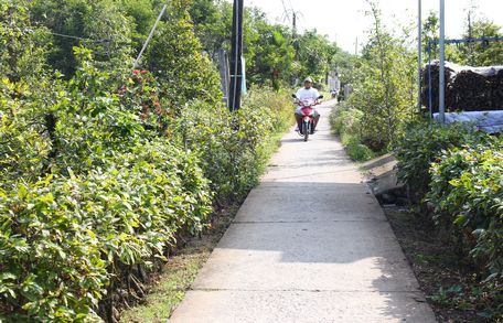 Con đường làng mai với hàng rào “sang nhứt xứ” vì toàn bằng cây mai vàng.